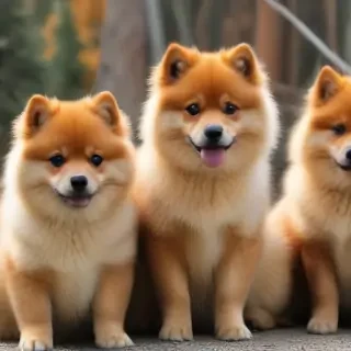 finnish spitz dog breed