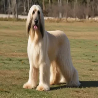 afghan hound dog breed