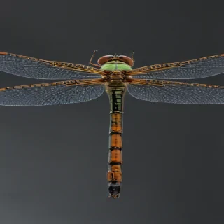 dragonfly png