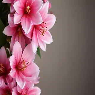 iphone wallpaper flower background