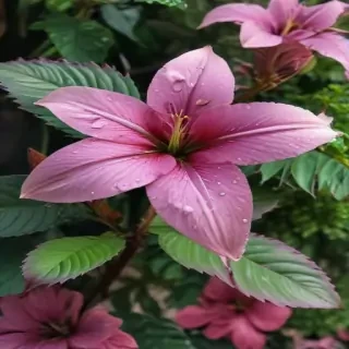 plant wallpaper iphone