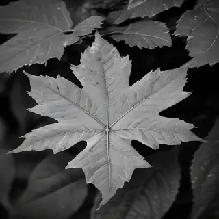 leaf images black and white