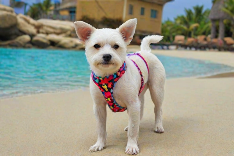 bikini doggy