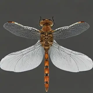 dragonfly png