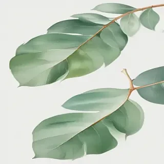 transparent eucalyptus clipart
