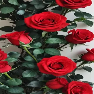 red roses aesthetic