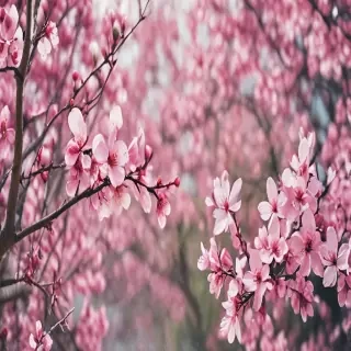 spring iphone wallpaper