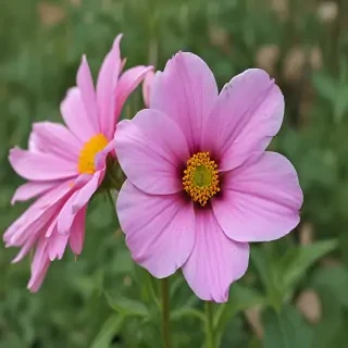 flower pictures