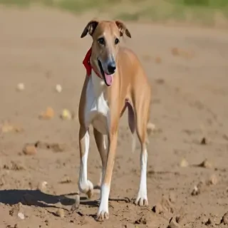 greyhound dog breed