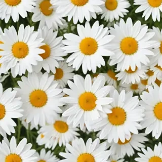daisy background