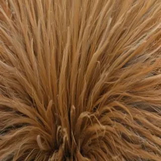 hairy free
