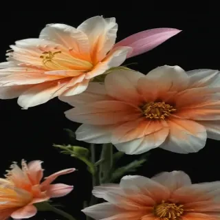 flower black background