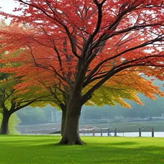 park png