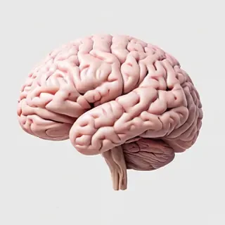 brain transparent background