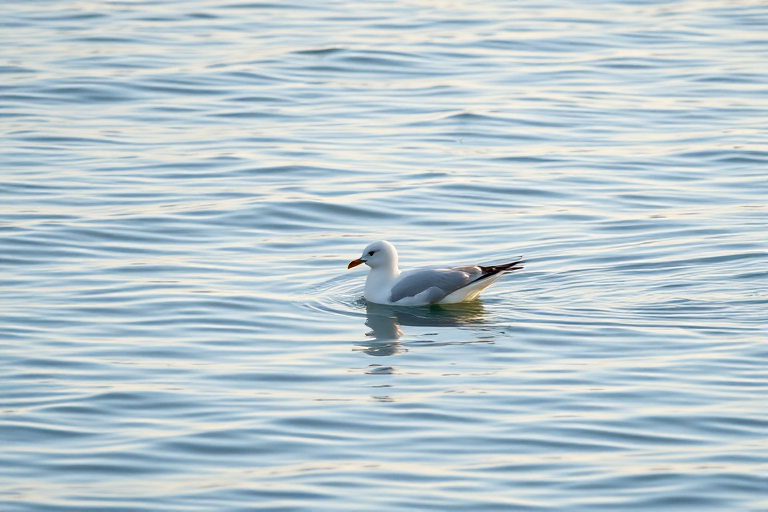a seagull swimming on calm water with gentle ripples and reflections in soft lighting