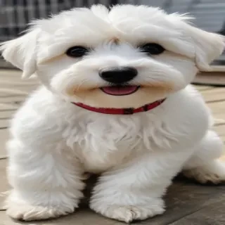 westiepoo dog breed