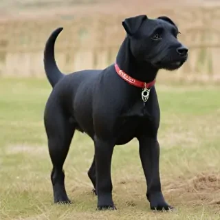 patterdale terrier