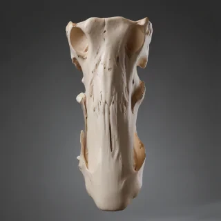 bone png