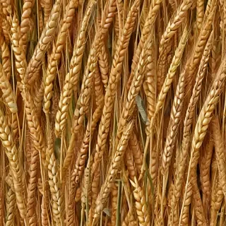 wheat png