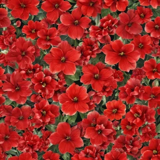 flower background red