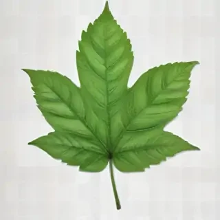 green leaf png