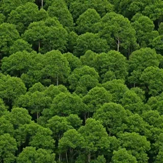 background trees
