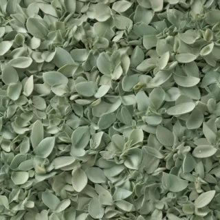 aesthetic sage green