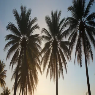palm trees transparent