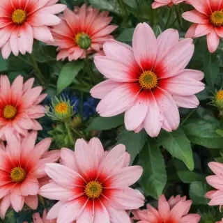 summer flowers wallpaper iphone