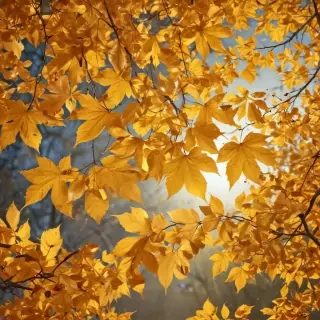 golden leaves background
