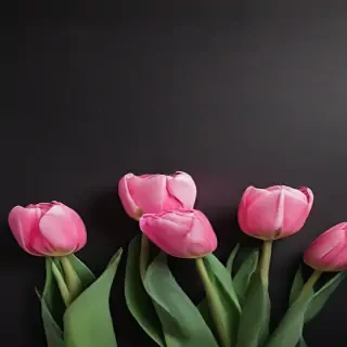 tulip iphone wallpaper