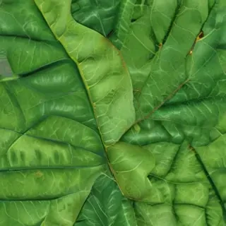leaf background green
