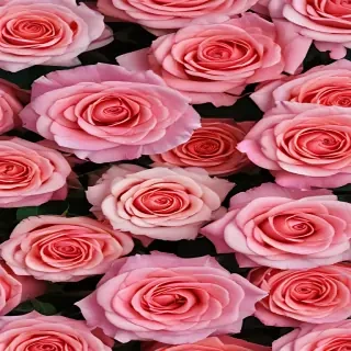 roses background wallpaper