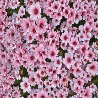 spring wallpaper phone