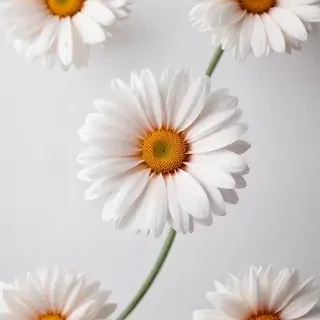 flower on white background