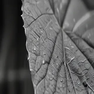 leaf images black and white