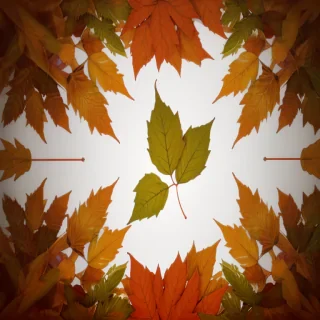 leaves transparent