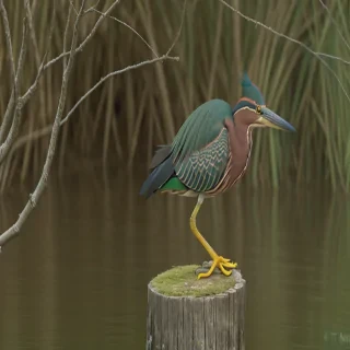 green heron
