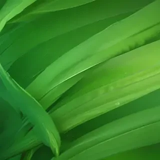 green abstract wallpaper