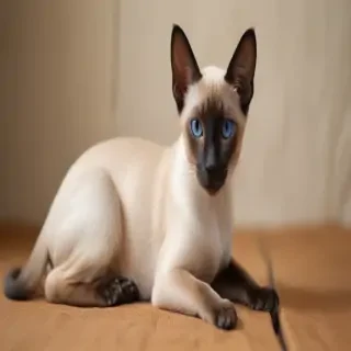 thai old style siamese breed