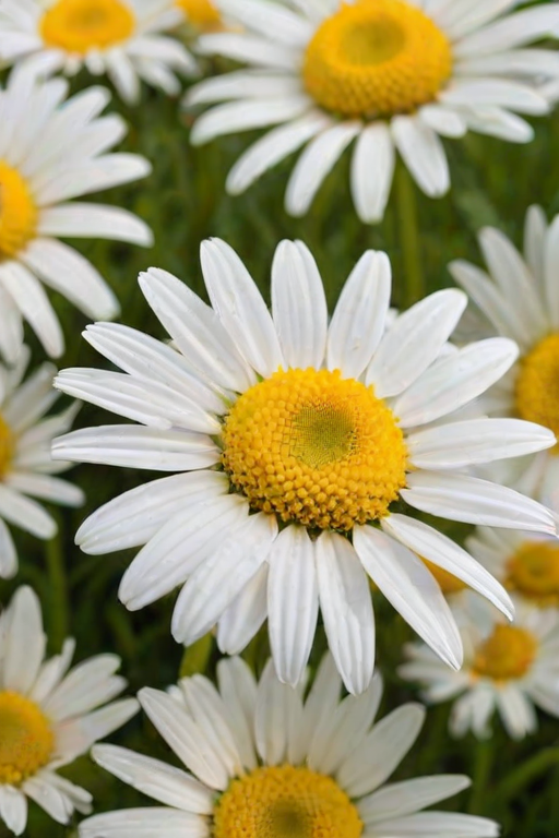 daisy flower wallpaper