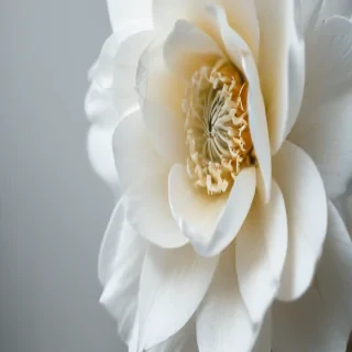iphone white flower wallpaper