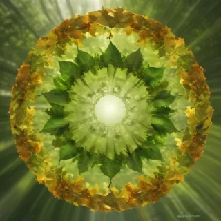 leaf circle