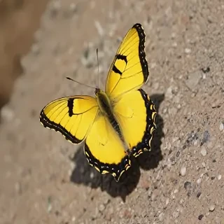 yellow butterfly