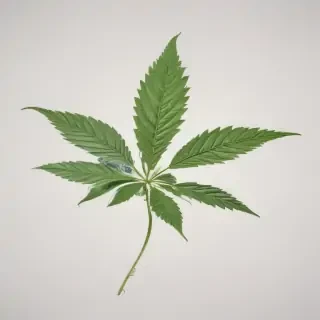 marijuana leaf transparent background