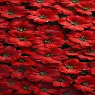 flower background red