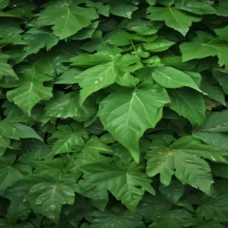 leaf background green