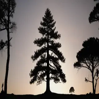 pine tree silhouette png