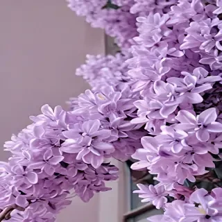 lilac aesthetic