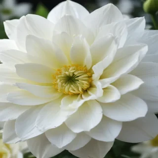 white flower wallpaper